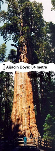 84_metre_agac