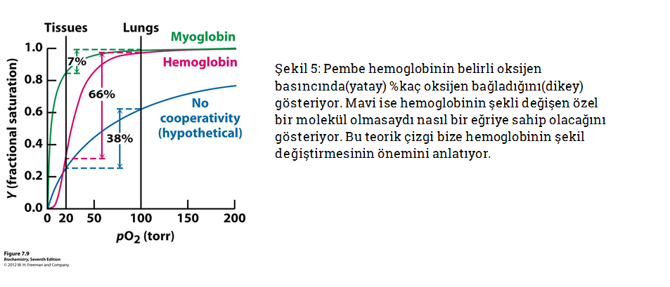 Hemoglobin-oksijen