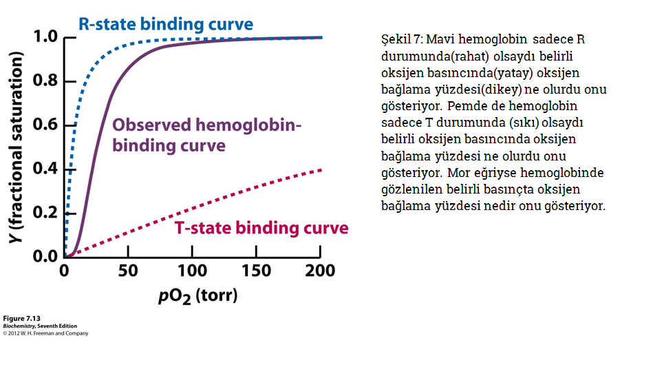 Mavi-hemoglobin