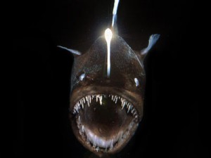 anglerfish-comin-at-ya