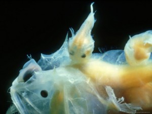 clive-bromhall-angler-fish-female-with-2-parasitic-males-on-back-uk_i-G-29-2905-I3UPD00Z