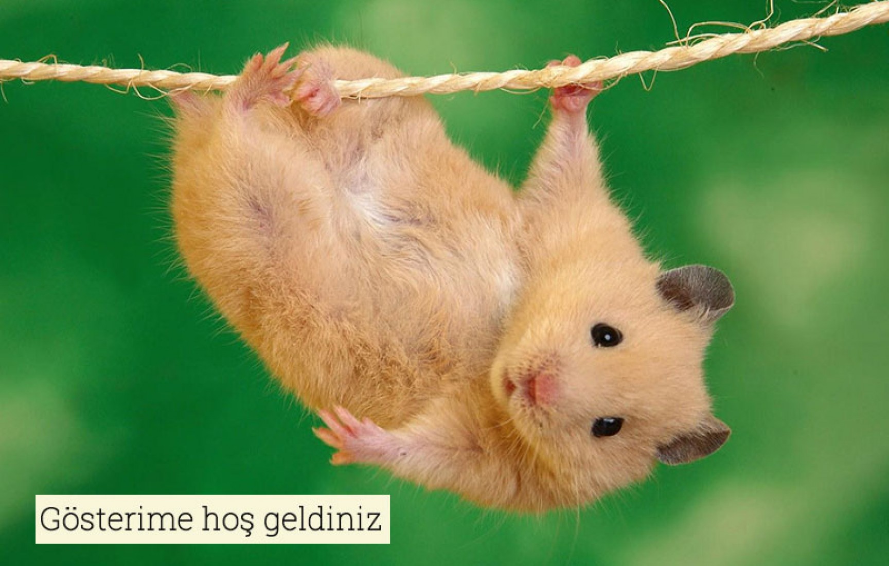 Sevimli hareketler