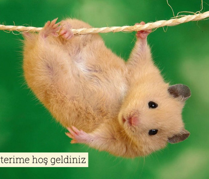 Sevimli hareketler
