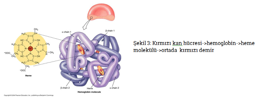 hemoglobin-karbon