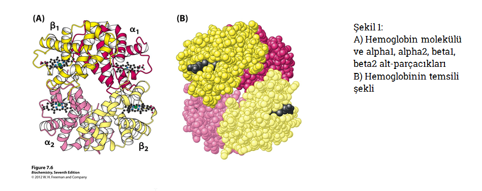 hemoglobin