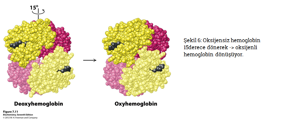 hemoglomin-t-durumu