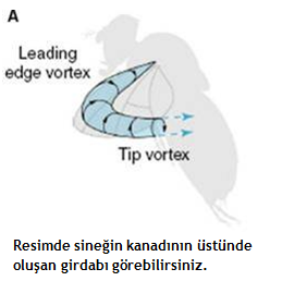 kanat-girdap