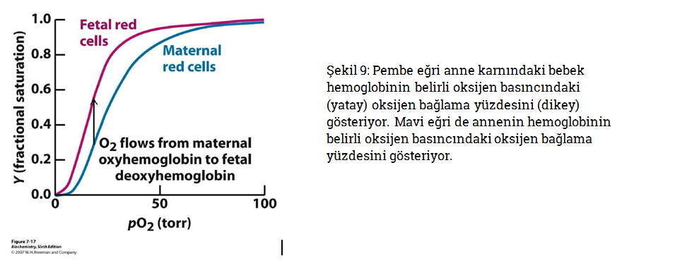 mıknatıs-hemoglobin