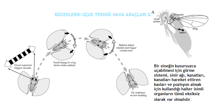 sinek-uçma