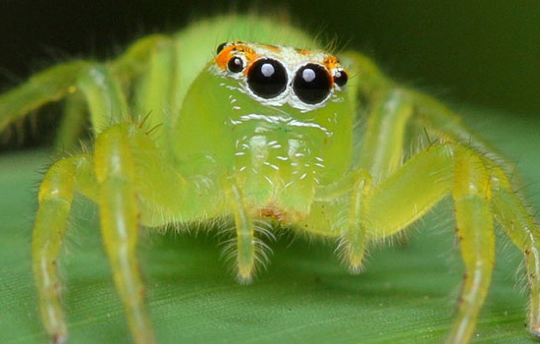 20 Milyon Yıllık Örümcek Fosili Bize Ne Anlatıyor?