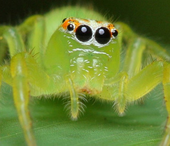 20 Milyon Yıllık Örümcek Fosili Bize Ne Anlatıyor?