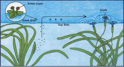 vallisneria