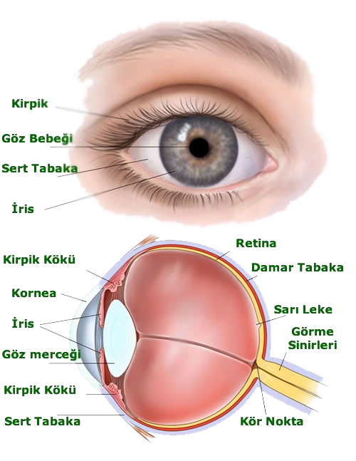 goz-bolumleri