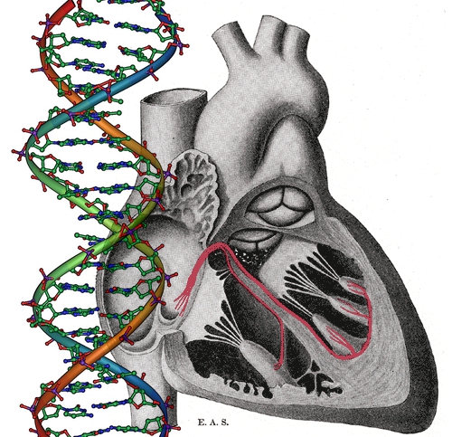 heart-junk-dna-1