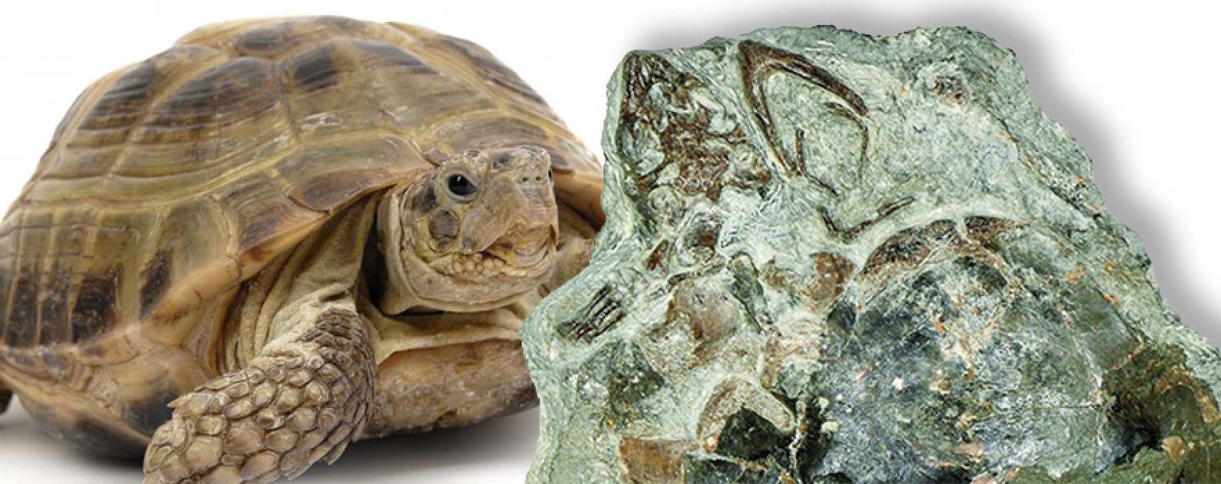 125 Milyon Yıllık Kaplumbağa Fosili Bulundu