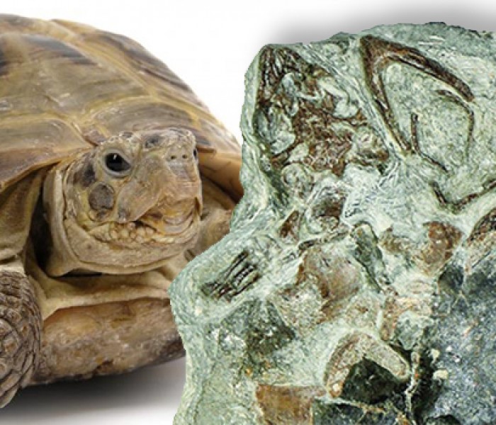 125 Milyon Yıllık Kaplumbağa Fosili Bulundu