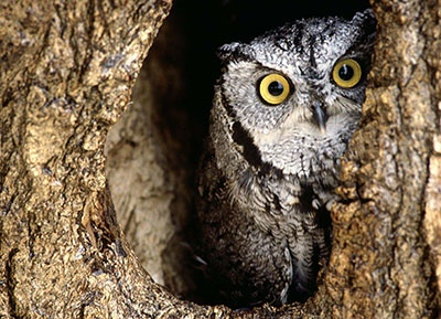 Owl-sitting-inside-the-Tree-Bark-2