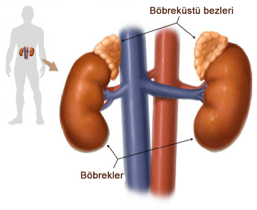 Böbreküstü bezleri