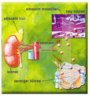 adrenalin mekanizma