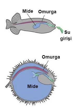 5. balloonfish shema