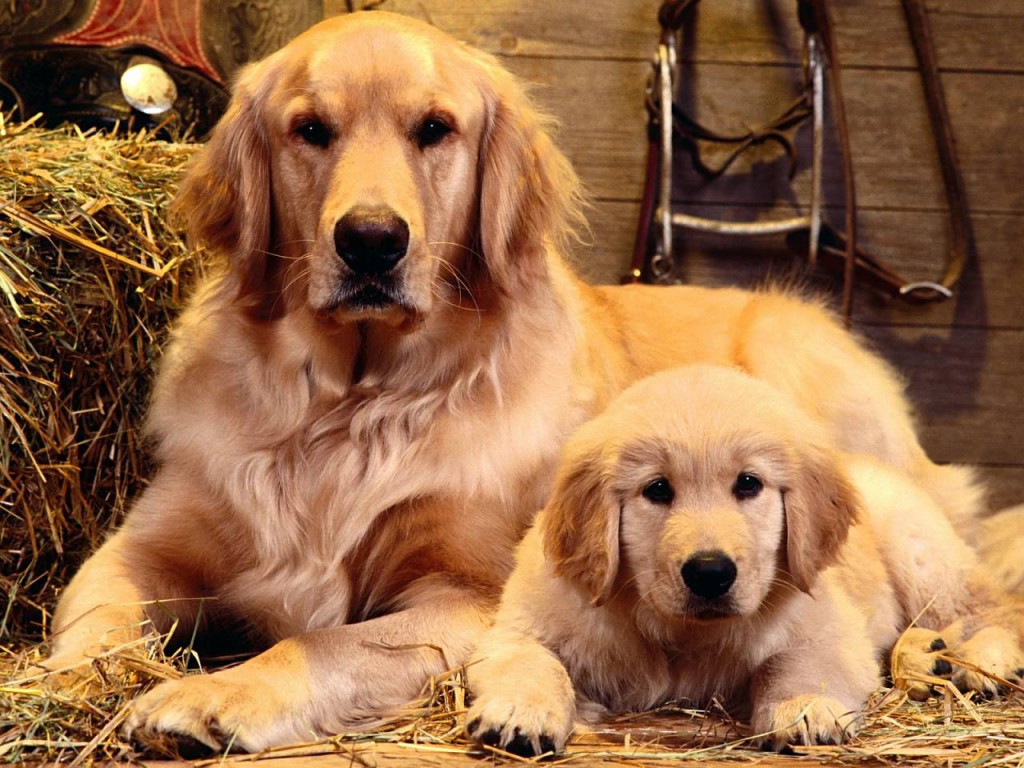 free_wallpaper_of_a_mother_dog_and_her_baby