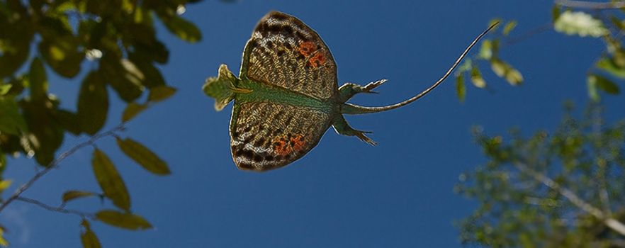 01 Banner Uçan kertenkele