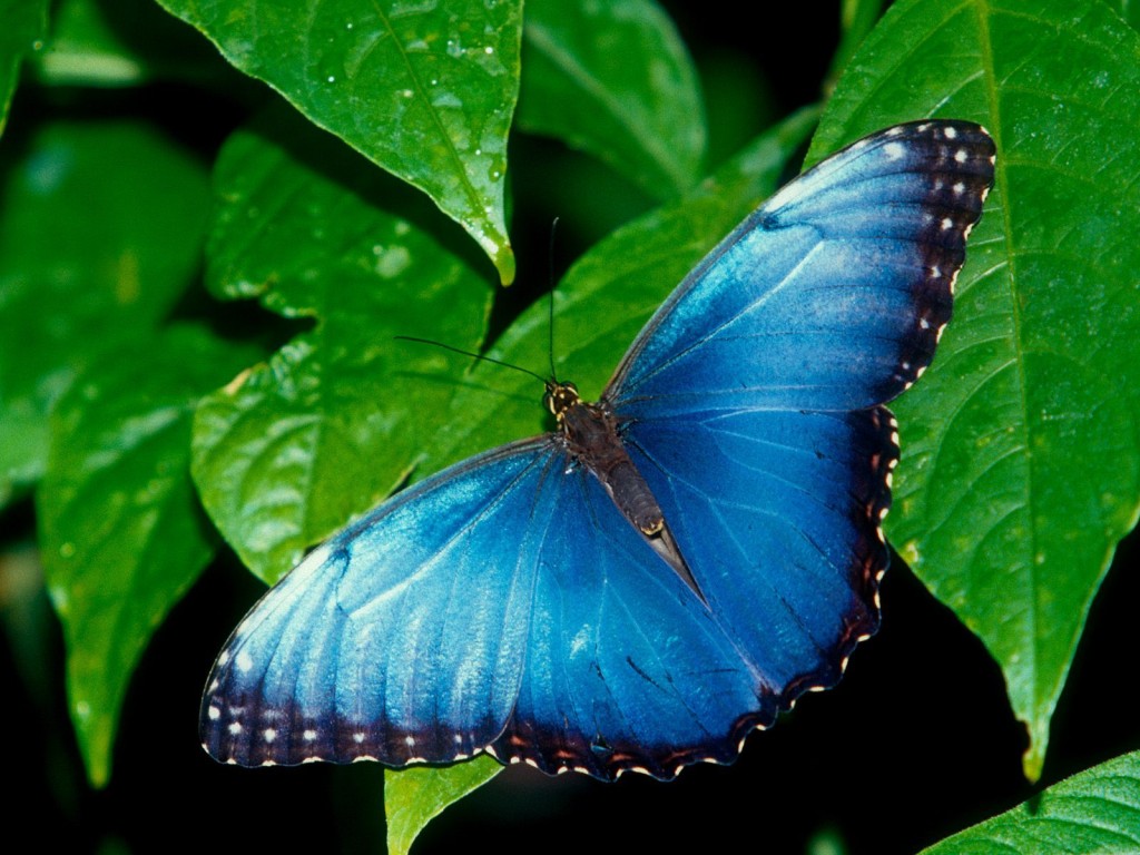 desktop-butterflies-hd-butterfly-2-led-wallpaper-1600x1200