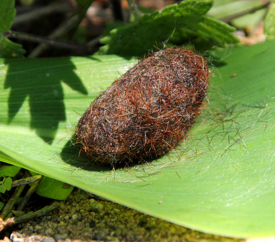 woolly_bear_cocoon_by_flavoredwaters-d3haha2-