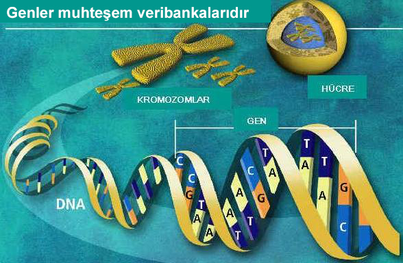 1. gen anlatım