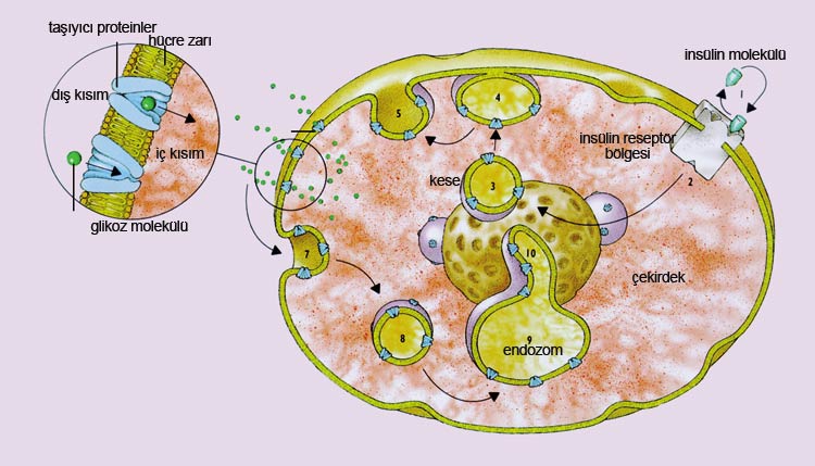 4. glikoz hücre
