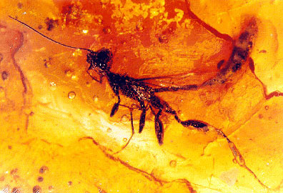 Denaeostephanus sulcatus Baltic amber