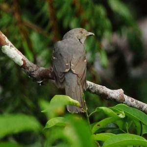 Laniocera hypopyrra Cinereous Mourner MOM