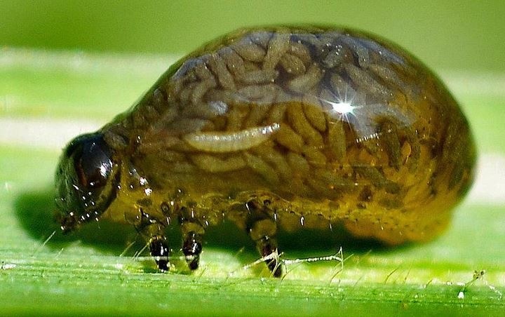 larva dolu tirtil