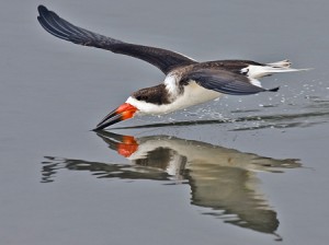 Black-Skimmer2_Alan-Wilson_U