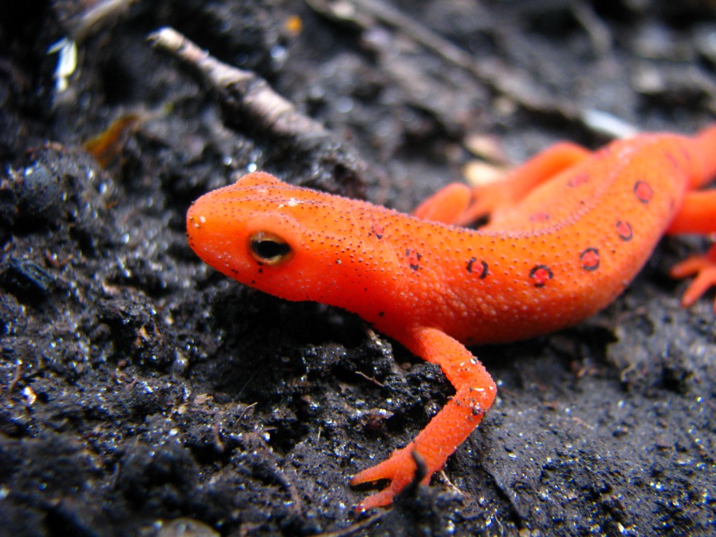 Notophthalmus viridescens