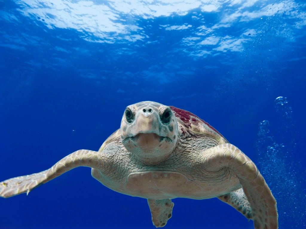 caretta