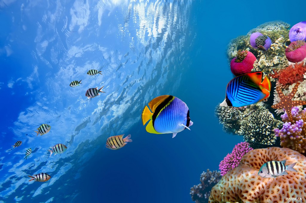 underwater-coral-fish