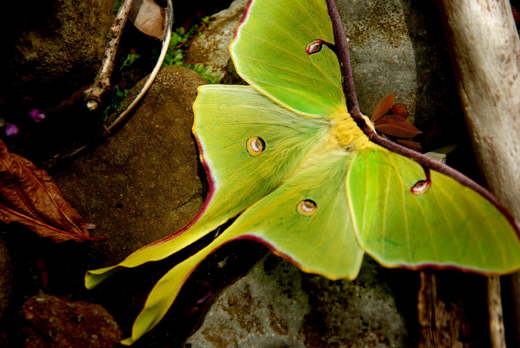 07 An_Arkansas_Luna_Moth