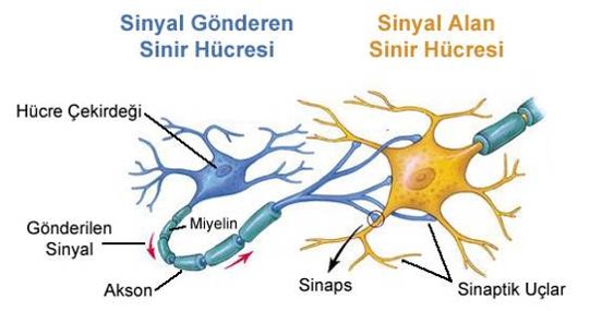 Resim04 Sinir Hücresi