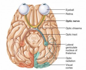 Resim11 Optik sinir