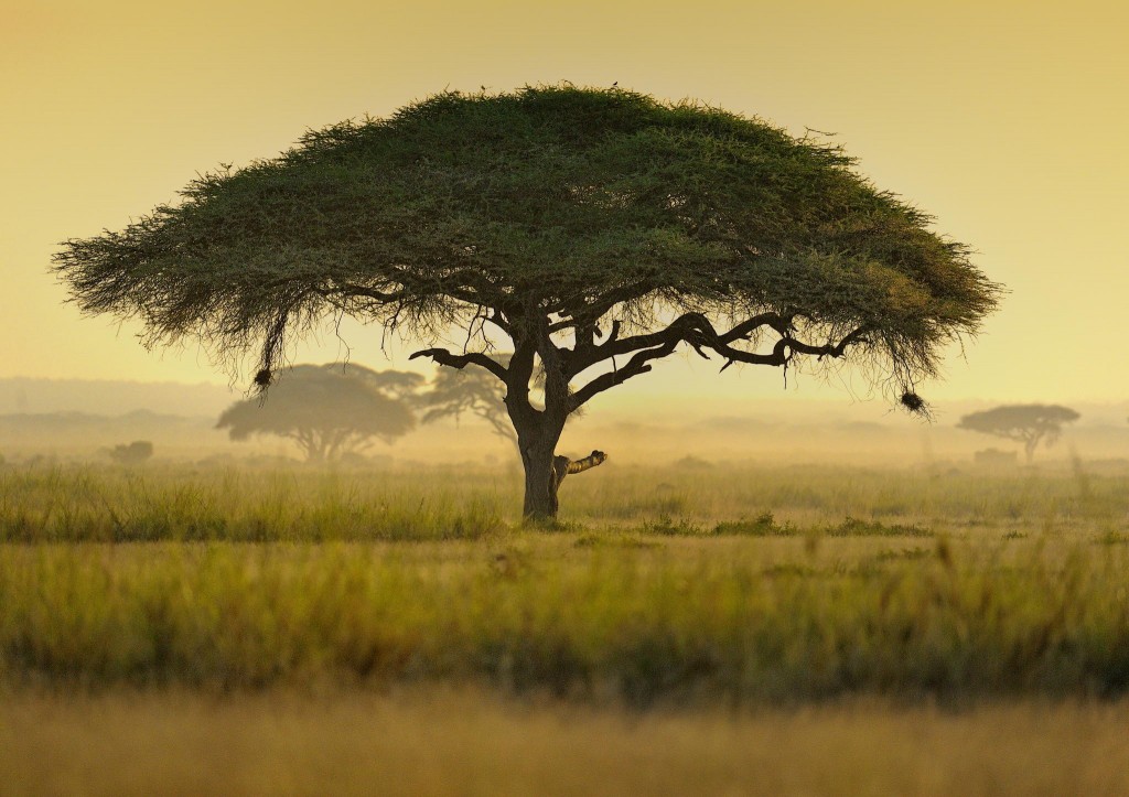 Umbrella Acacia Tree, Kenya, East Africa