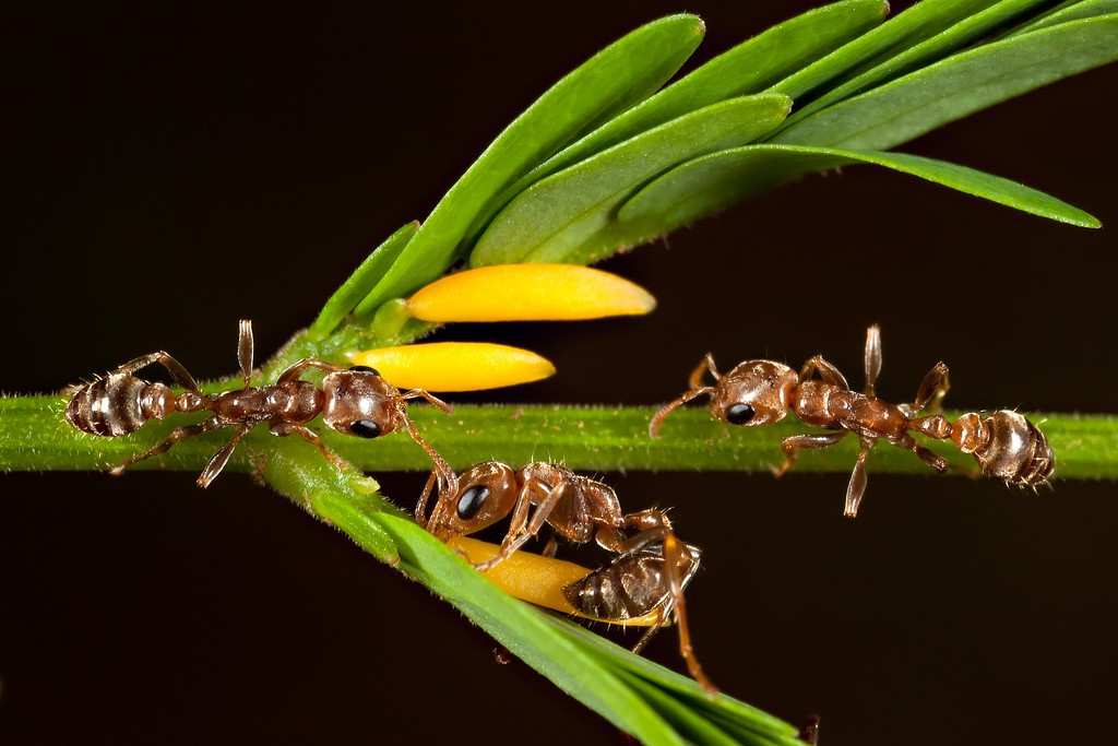 Pseudomyrmex sp. ants on Acacia bush