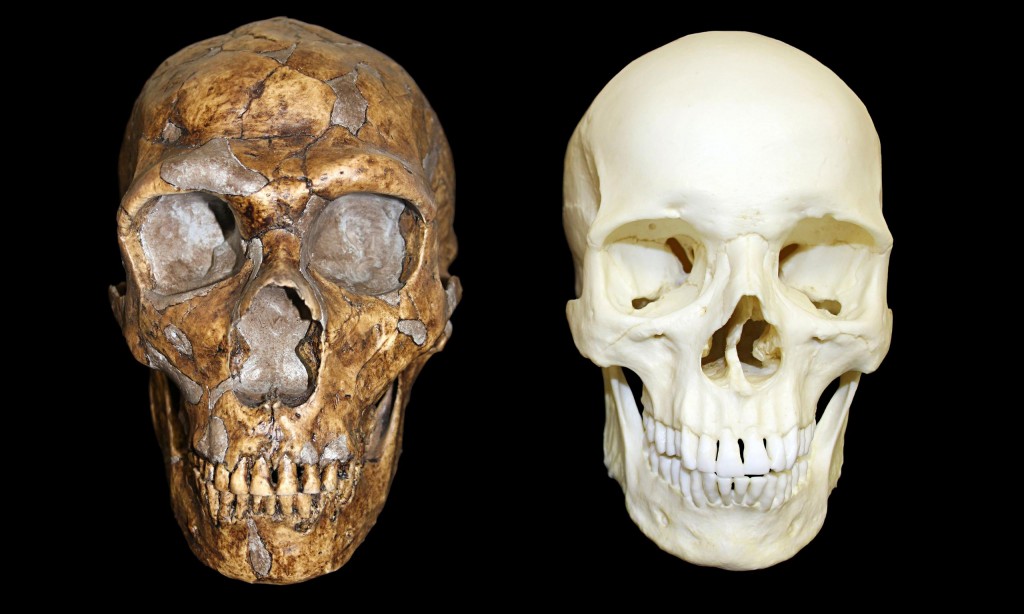 Neanderthal and human skulls