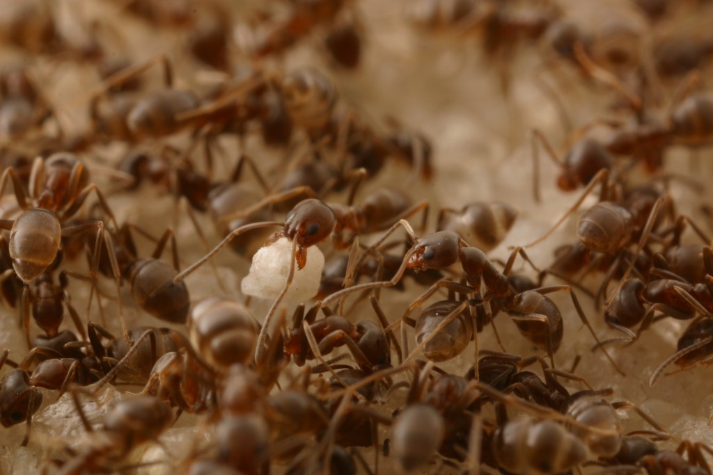 Arjantin Karıncaları