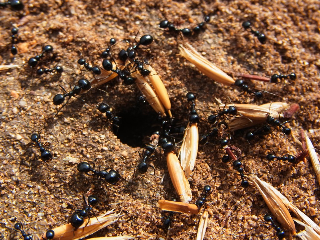 Karıncalar tohum