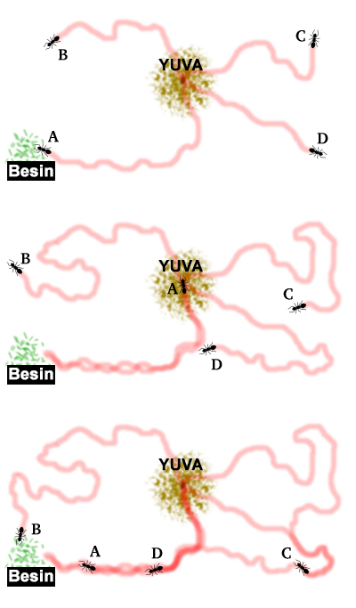 Yol - feromon