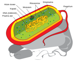 280px-Prokaryote_cell_diagram_tr.svg