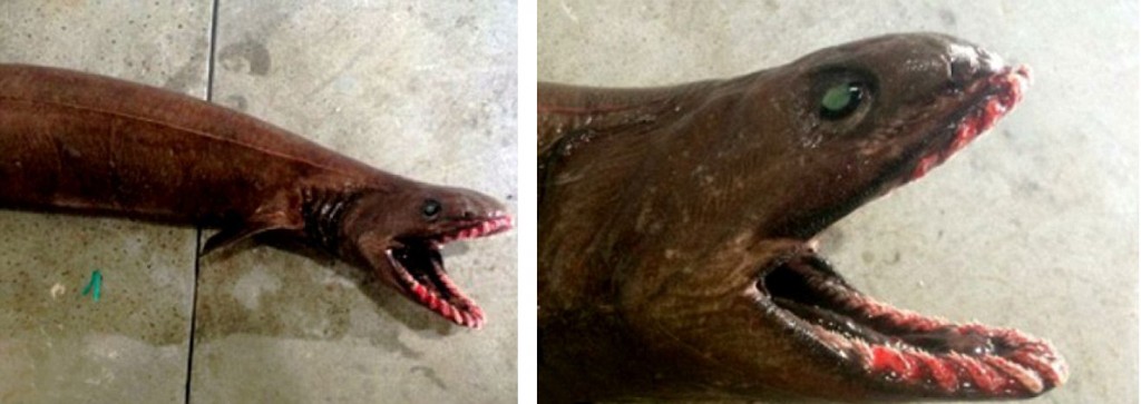 Resim12- Fırfırlı köpek balığı