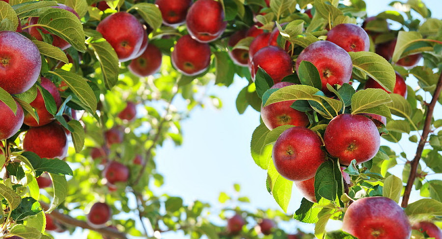 apple-tree-alexandra-draghici