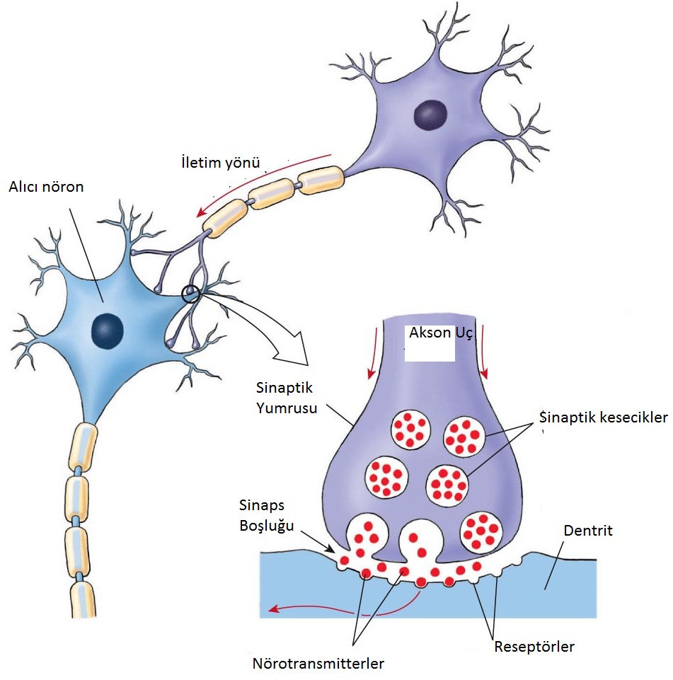 synapsis (1)